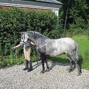 Welsh Mountain (sec A) Elvis Pony