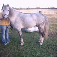 Anden særlig race Rosendahl´s Frederik