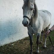 Anden særlig race Rosendahl´s Frederik