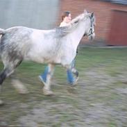 Anden særlig race Rosendahl´s Frederik