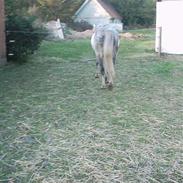 Anden særlig race Rosendahl´s Frederik