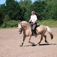 Fjordhest Appel Halsnæs AVLSHINGST 