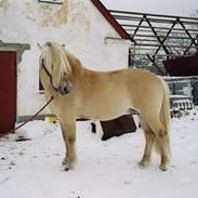Fjordhest Appel Halsnæs AVLSHINGST 