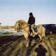 Fjordhest Appel Halsnæs AVLSHINGST 