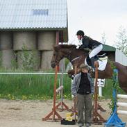 Anden særlig race Felix ( solgt)