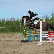 Anden særlig race Felix ( solgt)