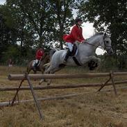 Arabisk fuldblod (OX) Jovan ox 2512