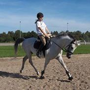 Arabisk fuldblod (OX) Jovan ox 2512