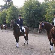 Anden særlig race Joker 