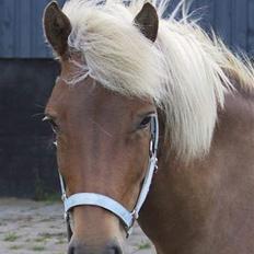 Islænder Drottning fra Hólum