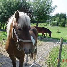 Islænder Drottning fra Hólum