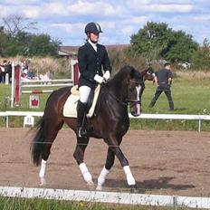 Dansk Varmblod Dinétt Stengaard *SOLGT*