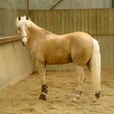 Palomino Harvey