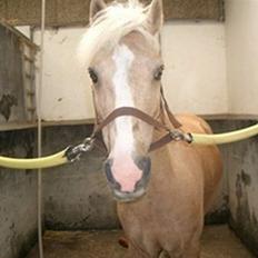 Palomino Harvey