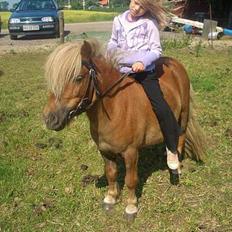 Shetlænder ejendoms heste maggie