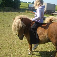 Shetlænder ejendoms heste maggie