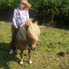 Shetlænder ejendoms heste maggie