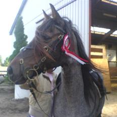 Connemara Molly Malone **R.I.P**:'(