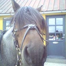 Connemara Molly Malone **R.I.P**:'(