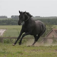 Anden særlig race Marisca