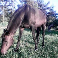 Traver Peppe Skovsgård (Død) 