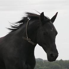 Anden særlig race Marisca