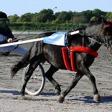 Gotlandsruss Maja (DØD)