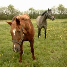 Anden særlig race efterl-charlston*charlie*