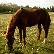 Anden særlig race efterl-charlston*charlie*