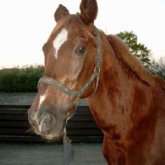 Anden særlig race efterl-charlston*charlie*