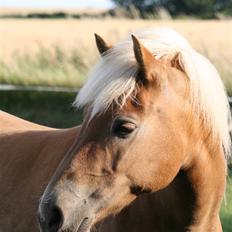 Haflinger Gravenshoveds Omira