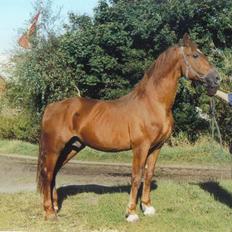 Frederiksborg Alladin Lyngholt  *død*