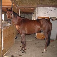 Fuldblod (XX) Horizontas (Død)