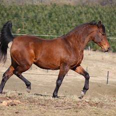 Anden særlig race Sani Cheval