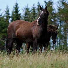 Welsh Cob (sec D) Dynamite Princess Heleea