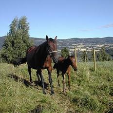 Traver No Surprice M(vesla)død