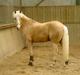 Palomino Harvey