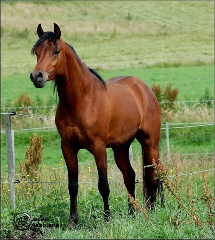 Arabisk fuldblod (OX) Al Ahmar Fahl - SOLGT - Juli 2007 billede 7