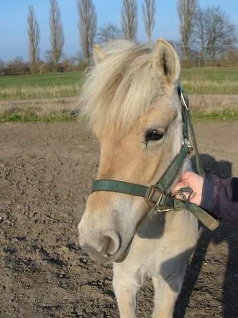 Fjordhest Anakin *SOLGT* - Billedet fra han var 1.5 år. Jeg skal nok få taget nogle flere billeder når han kommer hjem fra græs billede 1