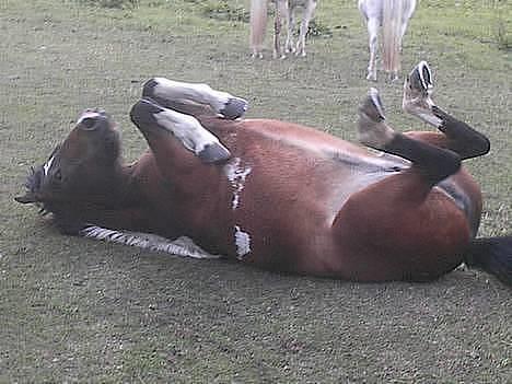 Islænder Embla fra Vesterlund - læg lige mærke til forbenene :´) billede 2