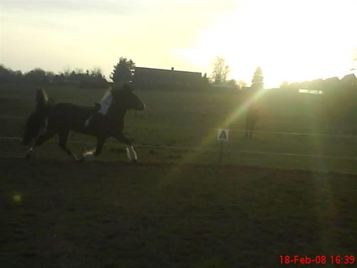 Islænder Embla fra Vesterlund - jeg har aldrig set hende gå så pænt :D:D billede 3