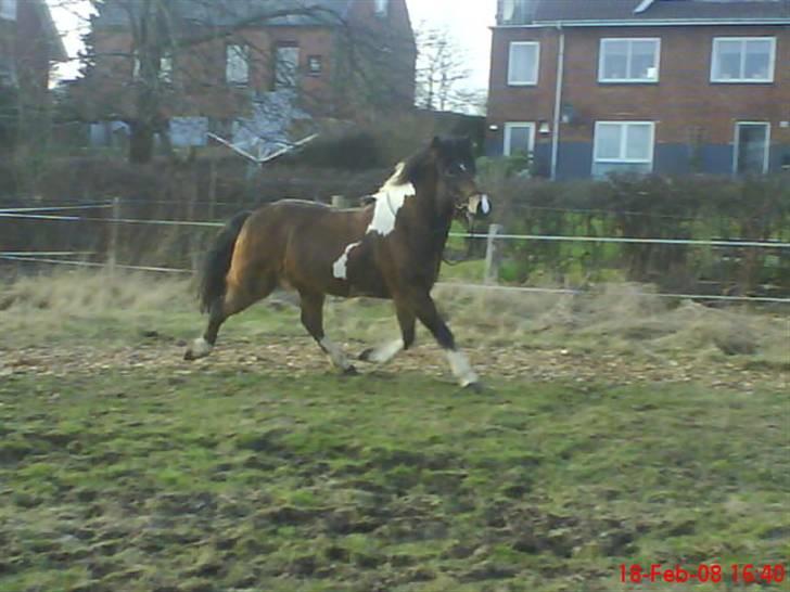 Islænder Embla fra Vesterlund - embla. :D:D<3 billede 4