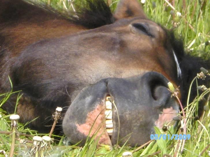Islænder Embla fra Vesterlund - hello annelie. :´) billede 7