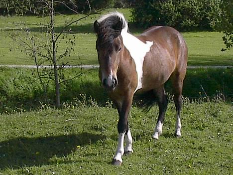 Islænder Embla fra Vesterlund - Solskin og Embla billede 8