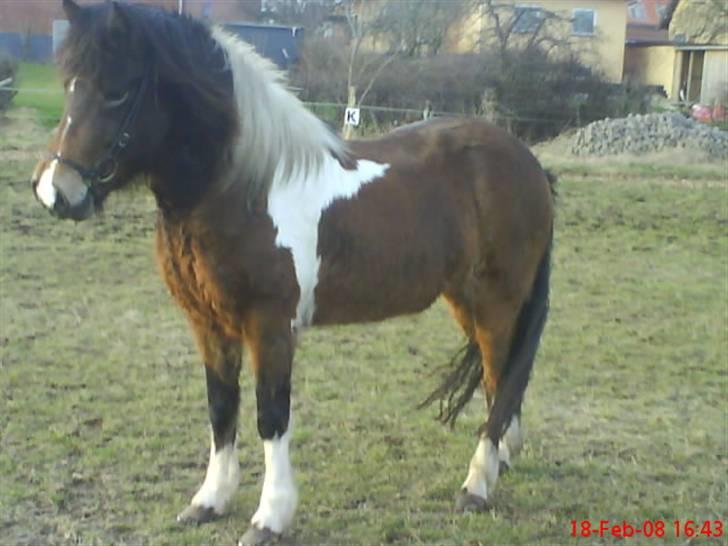 Islænder Embla fra Vesterlund billede 9