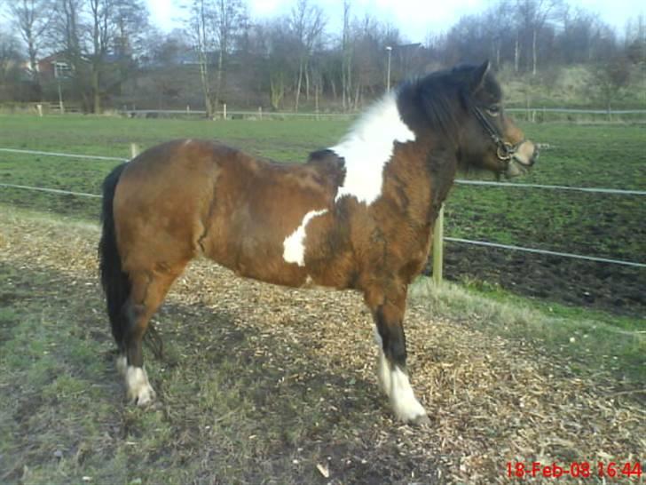 Islænder Embla fra Vesterlund - 08 billede 10