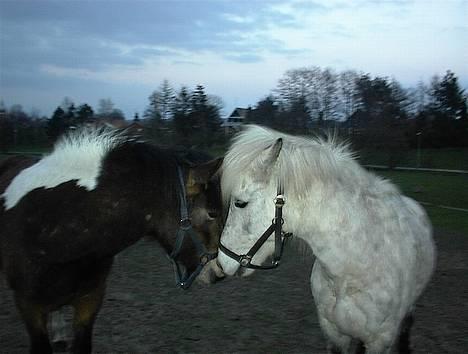 Islænder Embla fra Vesterlund billede 11