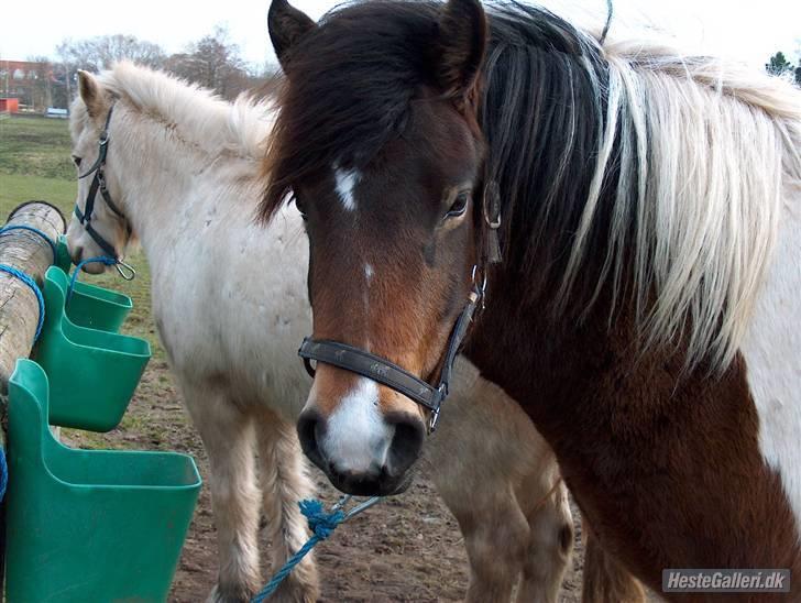 Islænder Embla fra Vesterlund billede 12