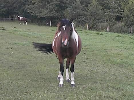 Islænder Embla fra Vesterlund billede 13