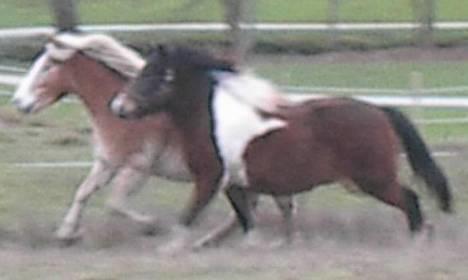 Islænder Embla fra Vesterlund - Pegasus og Embla billede 14